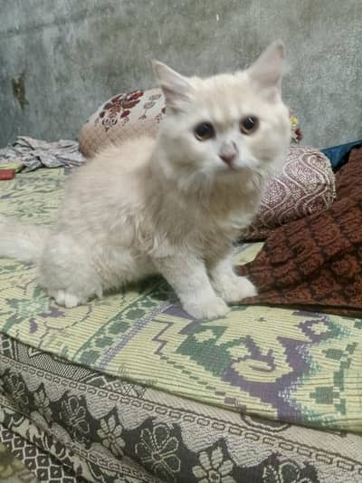 cute and healthy person male cat