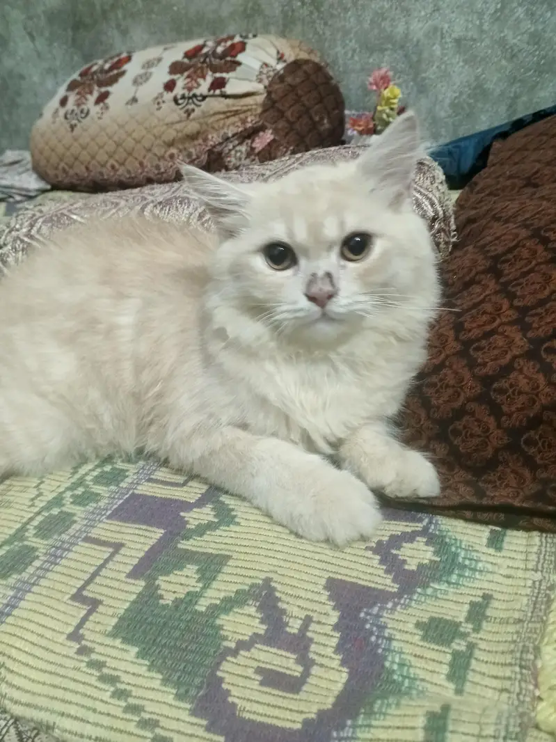 cute and healthy person male cat — photo 2