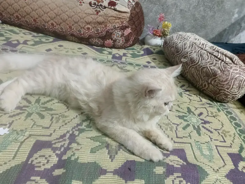 cute and healthy person male cat — photo 3