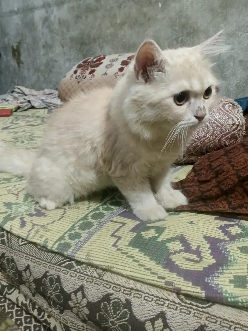 cute and healthy person male cat — photo 4