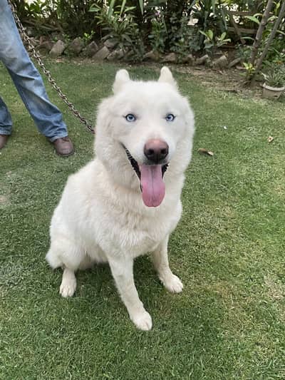 White  Siberian Husky