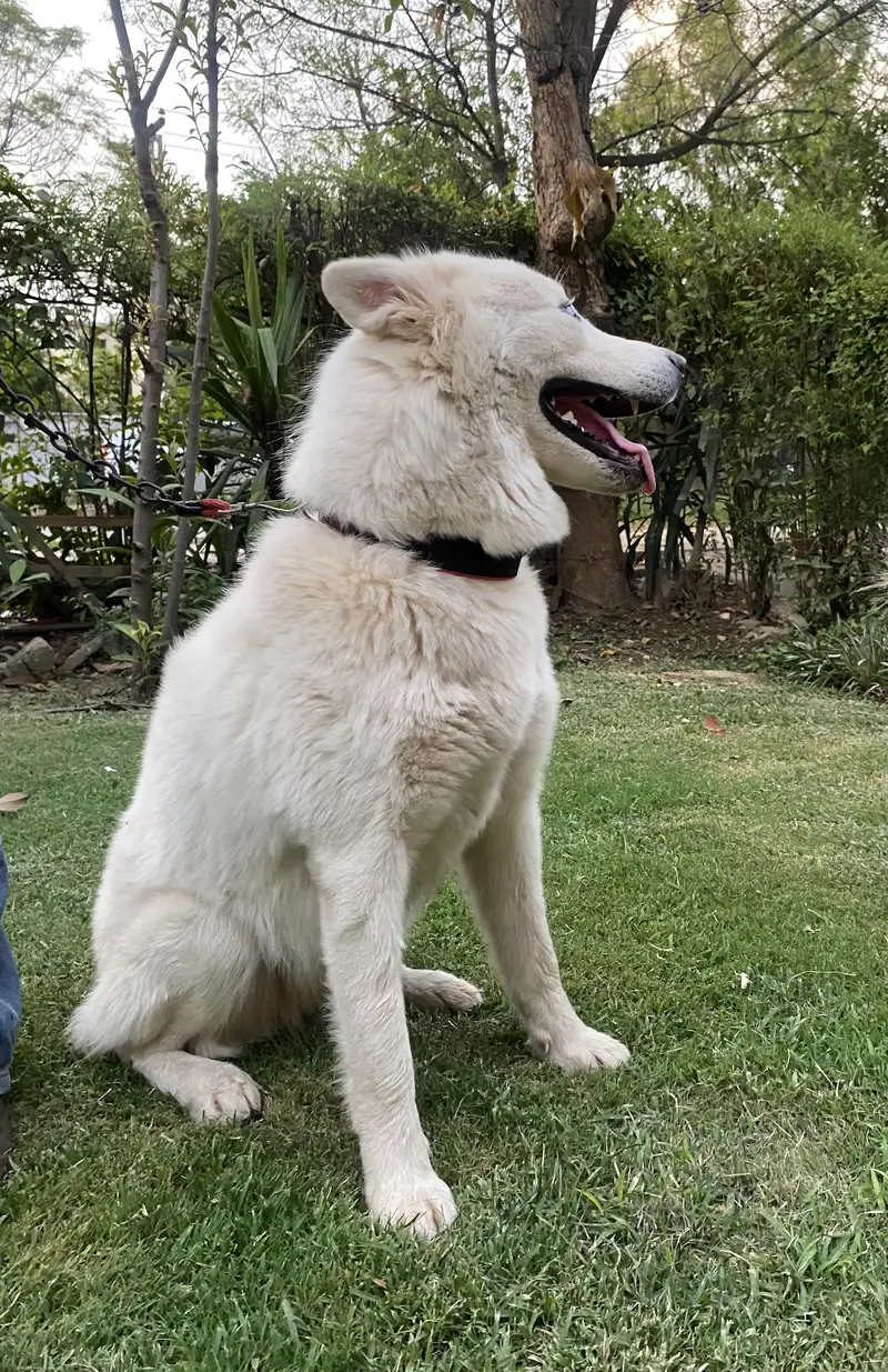 White  Siberian Husky — photo 2