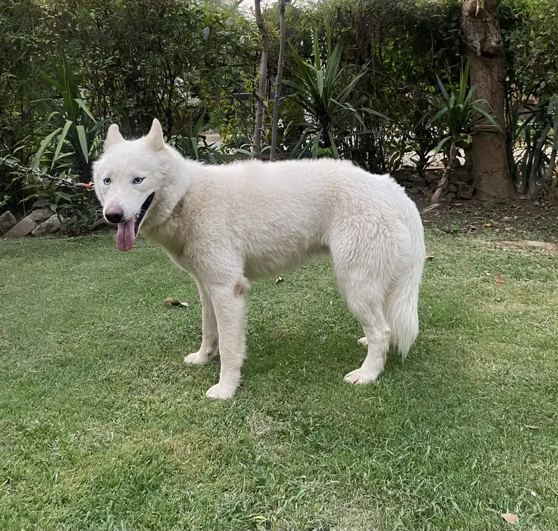 White  Siberian Husky — photo 3