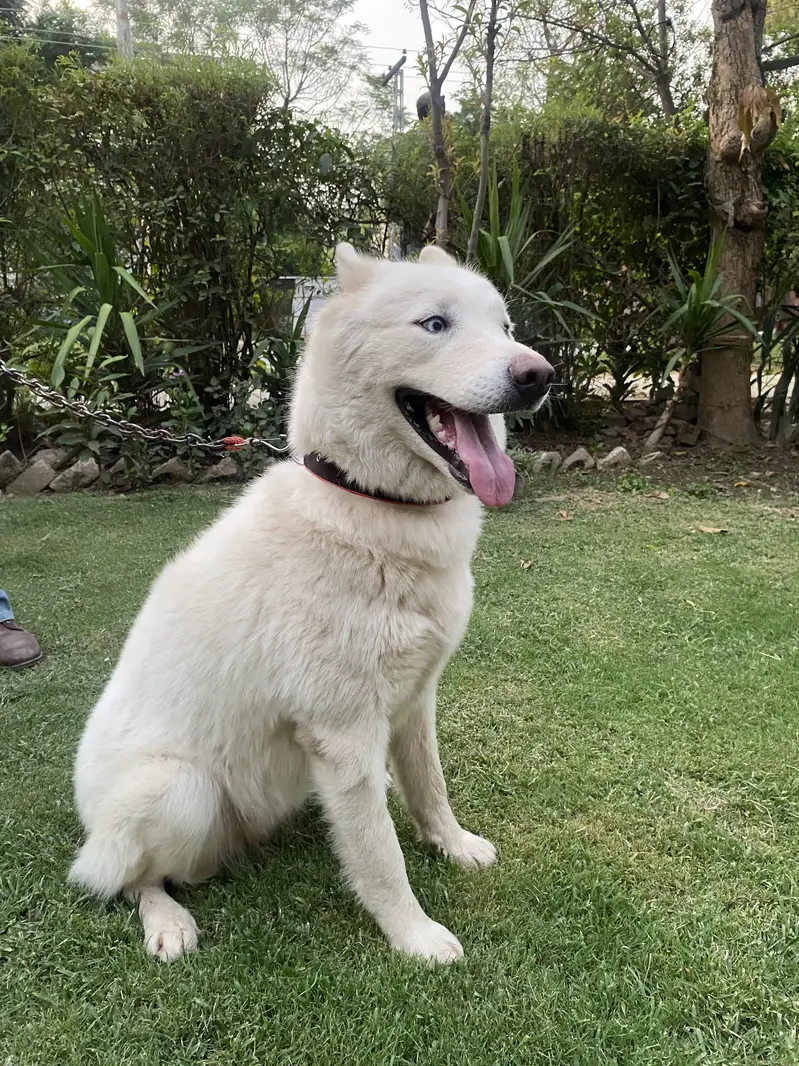 White  Siberian Husky — photo 4