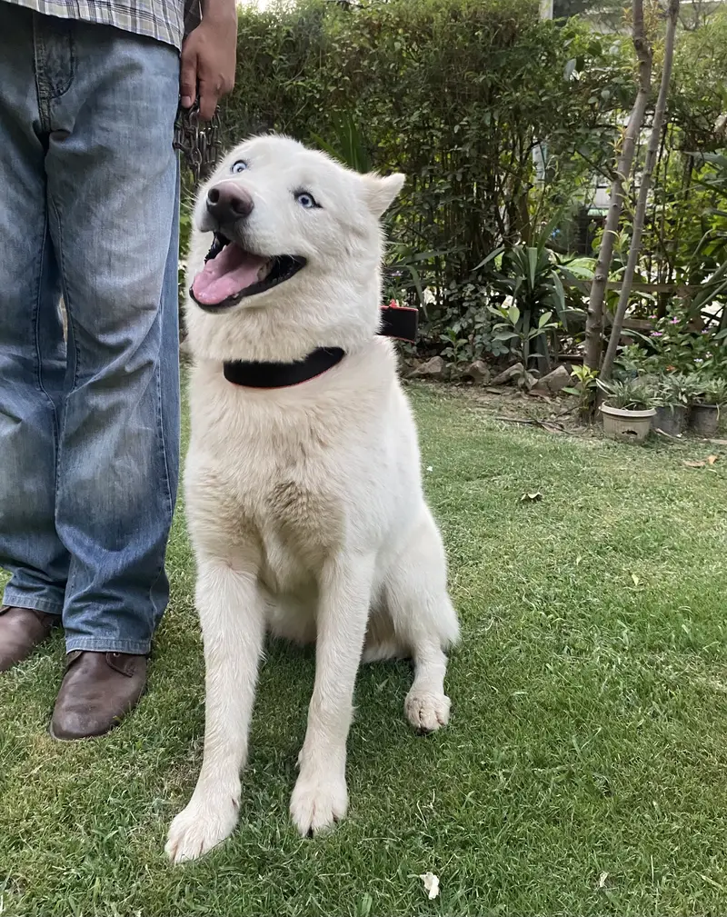 White  Siberian Husky — photo 5