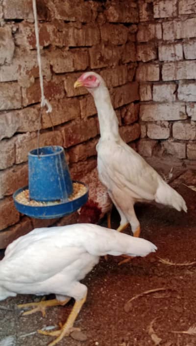 3 female for sale