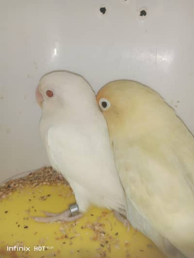 2 pair love birds  available.