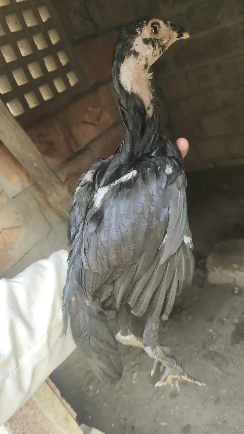 Panus Pakoya or Pakistani Female for sale ha — photo 2