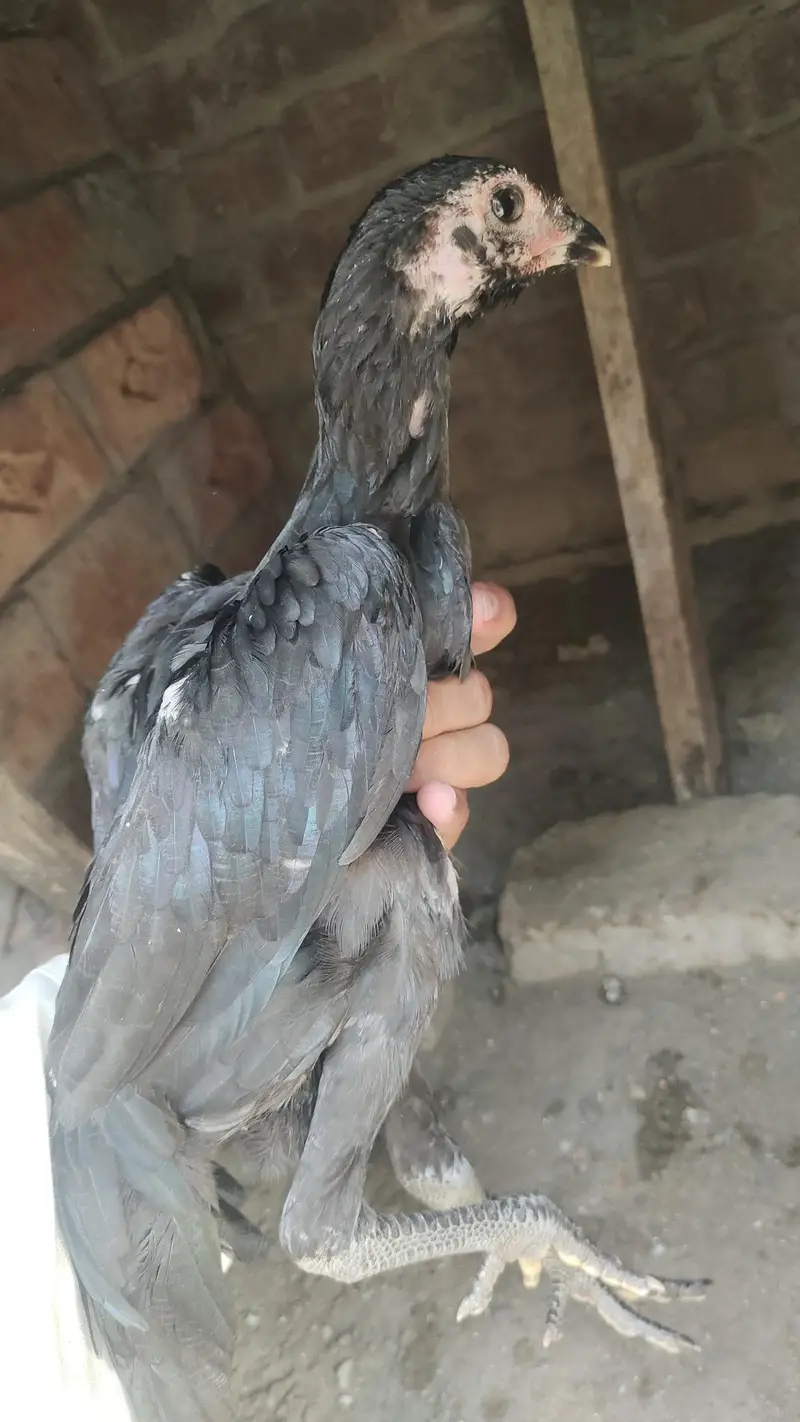 Panus Pakoya or Pakistani Female for sale ha — photo 3