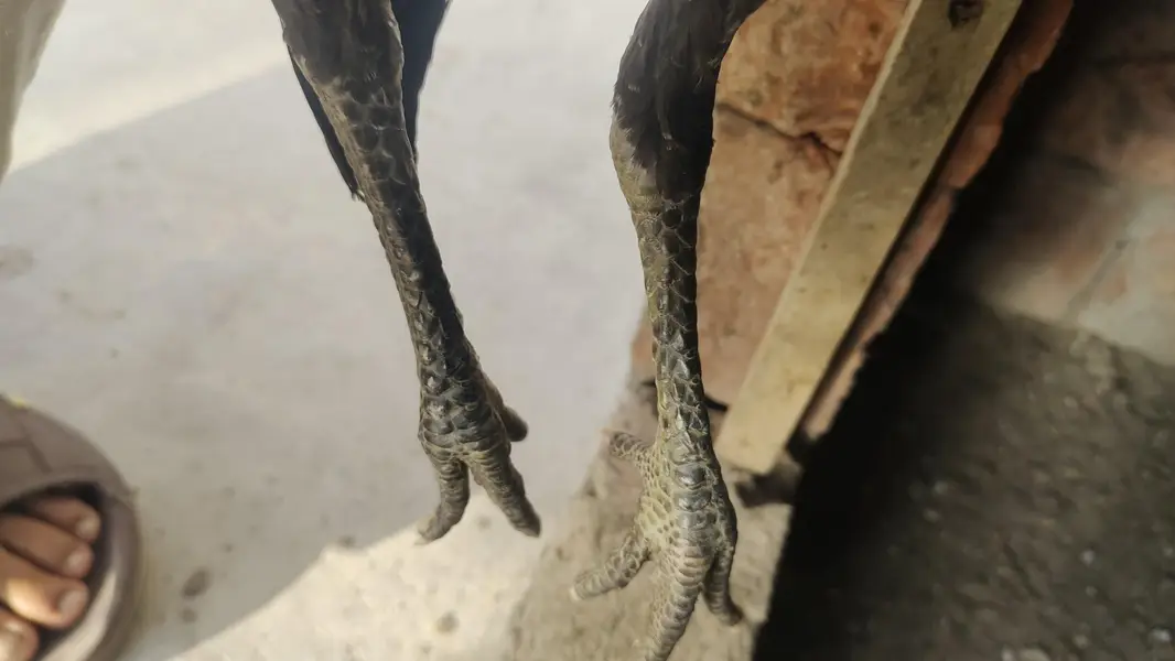 Panus Pakoya or Pakistani Female for sale ha — photo 4