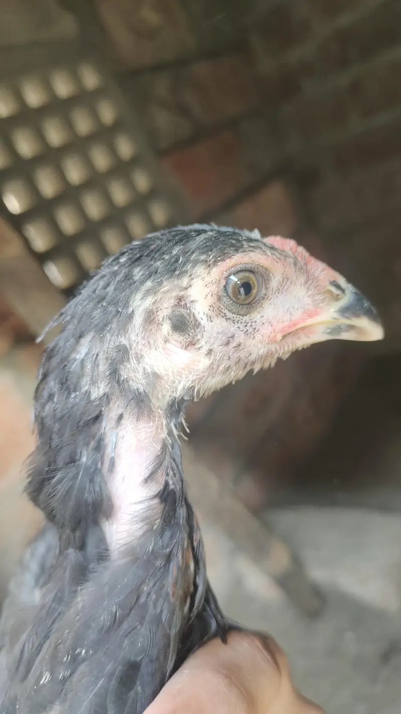 Panus Pakoya or Pakistani Female for sale ha — photo 7