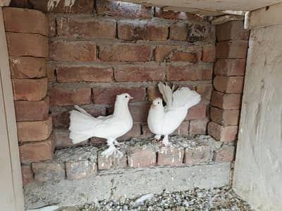indian laka kaboter breeder