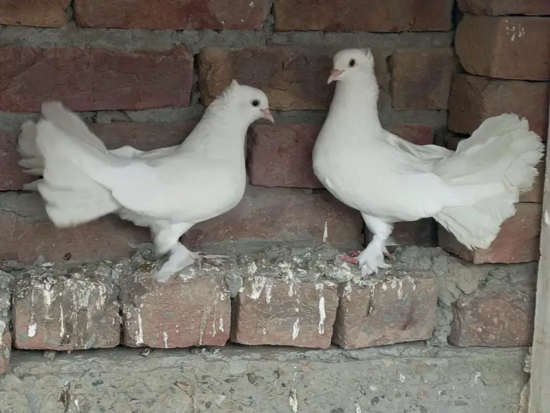 indian laka kaboter breeder — photo 2