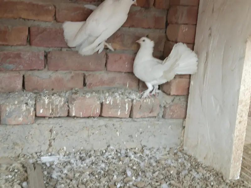 indian laka kaboter breeder — photo 3