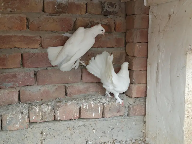 indian laka kaboter breeder — photo 4