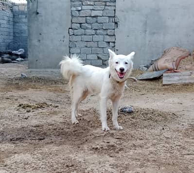 pishta for sale
