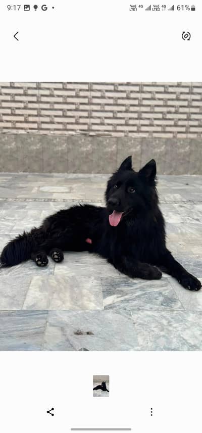 Black German Shepherd