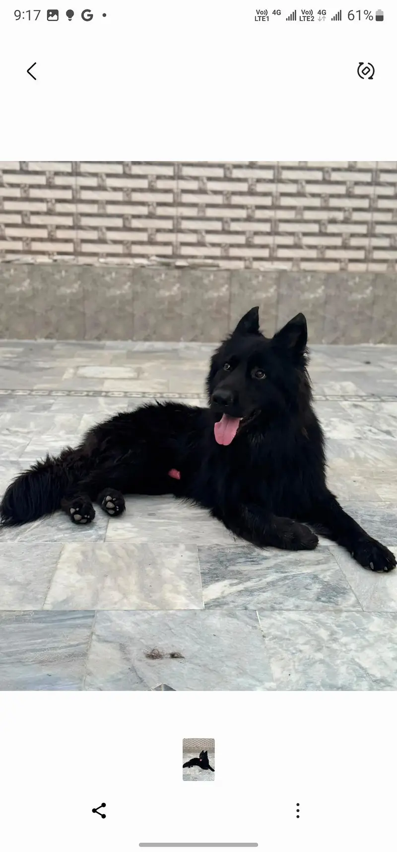 Black German Shepherd