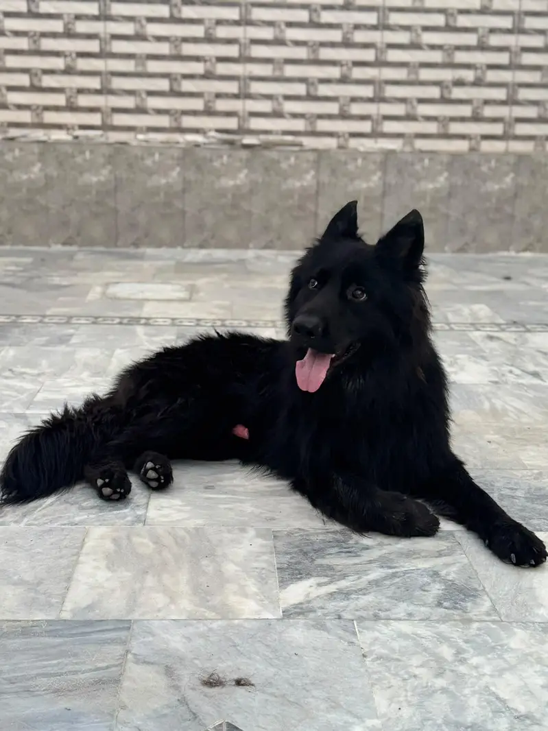 Black German Shepherd — photo 2