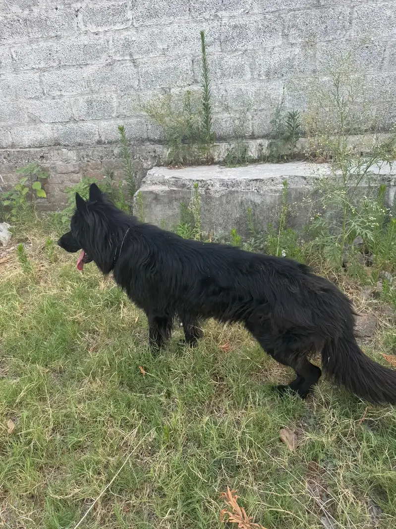 Black German Shepherd — photo 3
