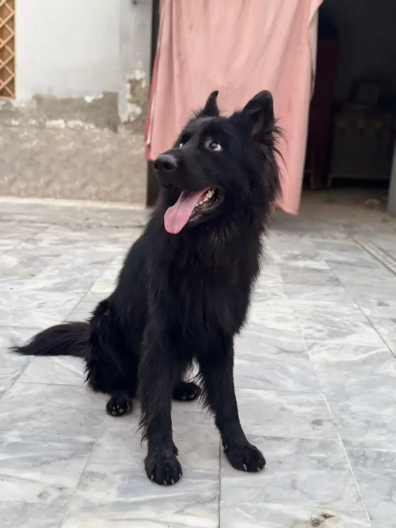 Black German Shepherd — photo 4
