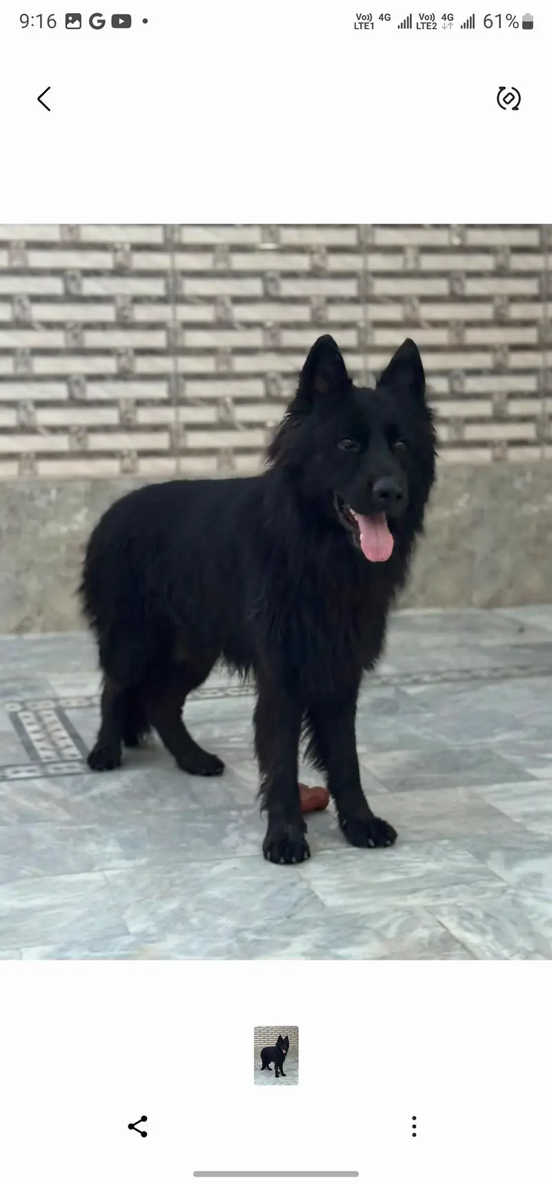 Black German Shepherd — photo 5