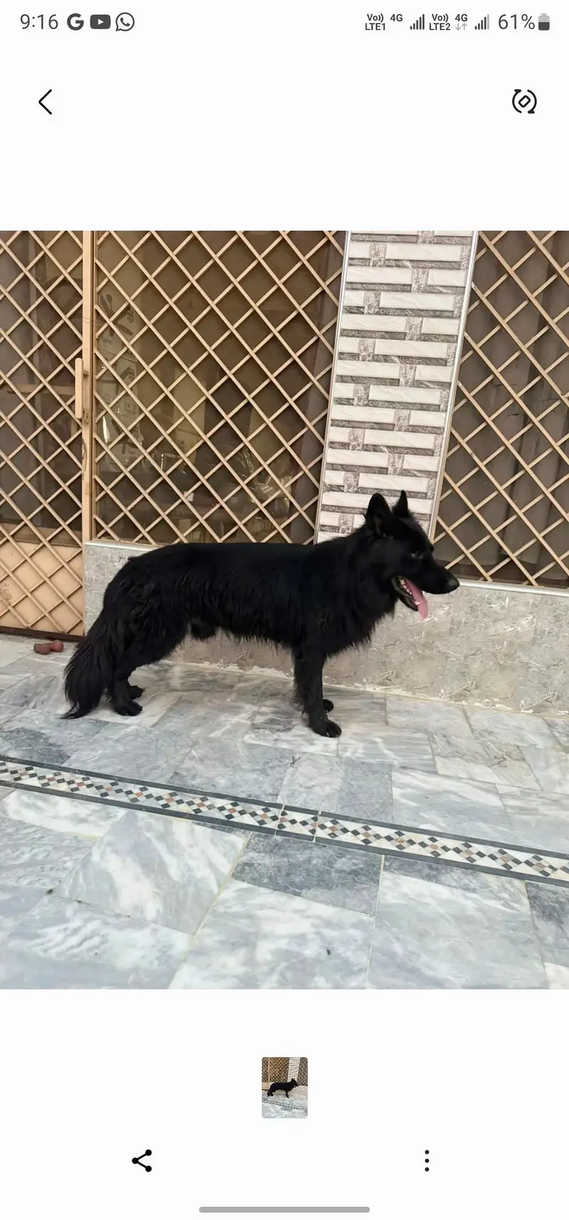 Black German Shepherd — photo 6