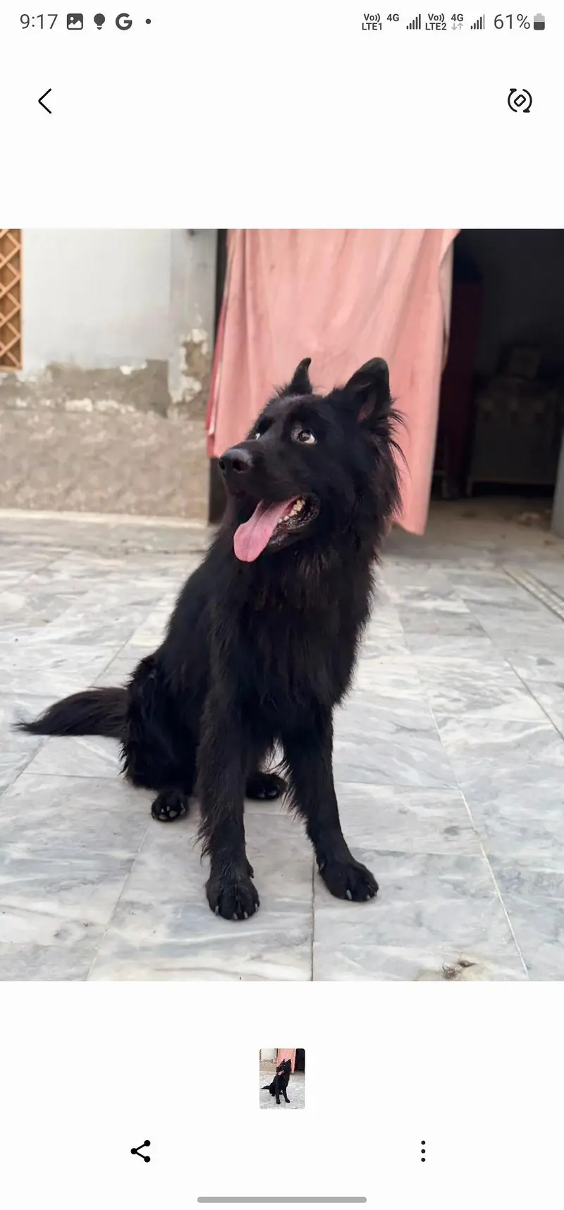 Black German Shepherd — photo 7