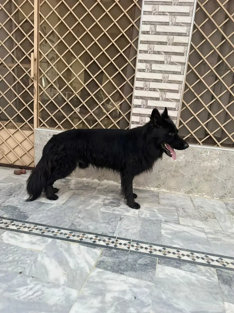 Black German Shepherd — photo 8