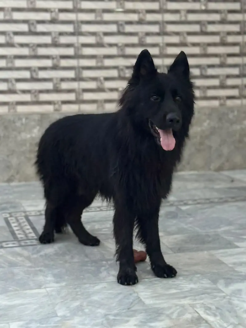 Black German Shepherd — photo 9