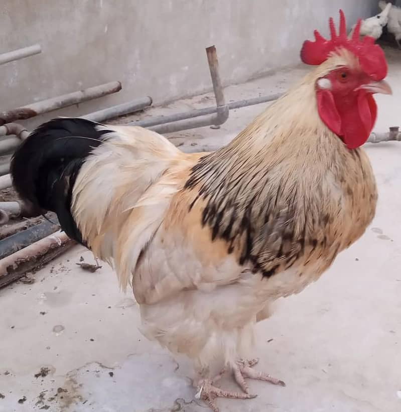 HEAVY BUFF MURGA 1