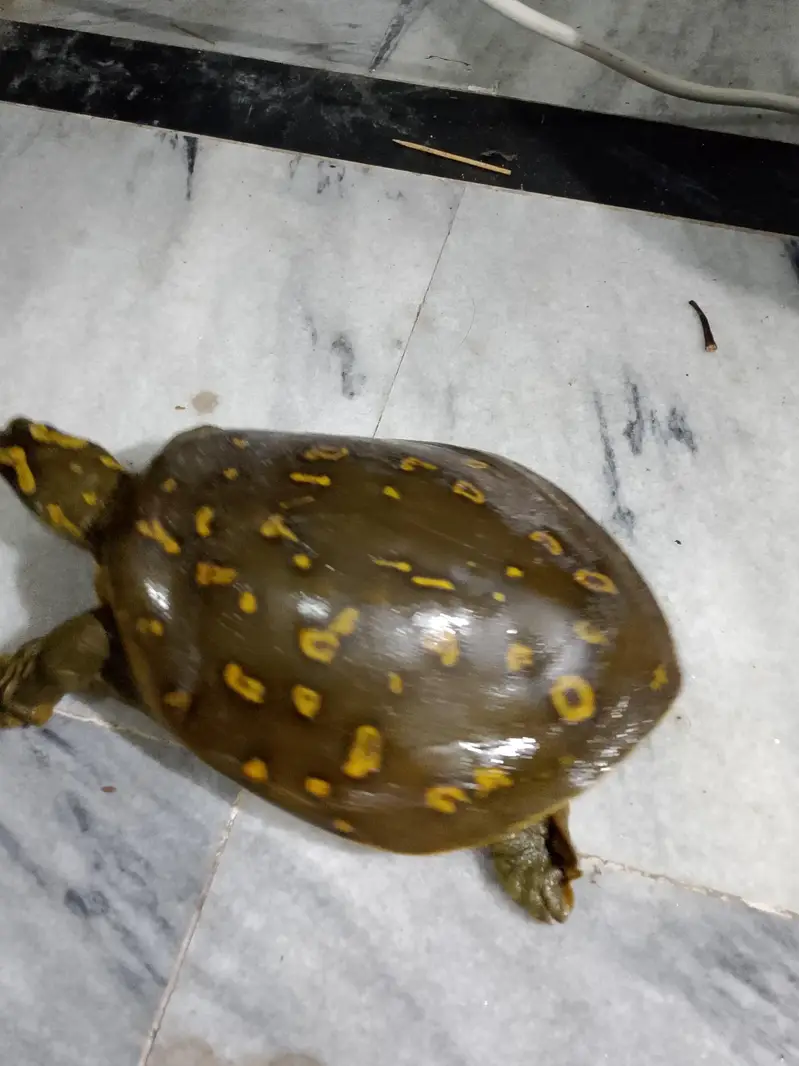 Healthy Turtulos indian flapshall very beautiful colour