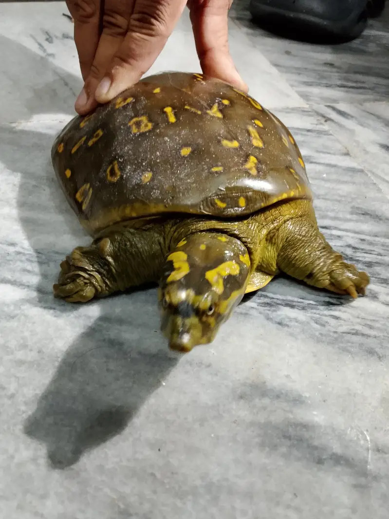 Healthy Turtulos indian flapshall very beautiful colour — photo 2