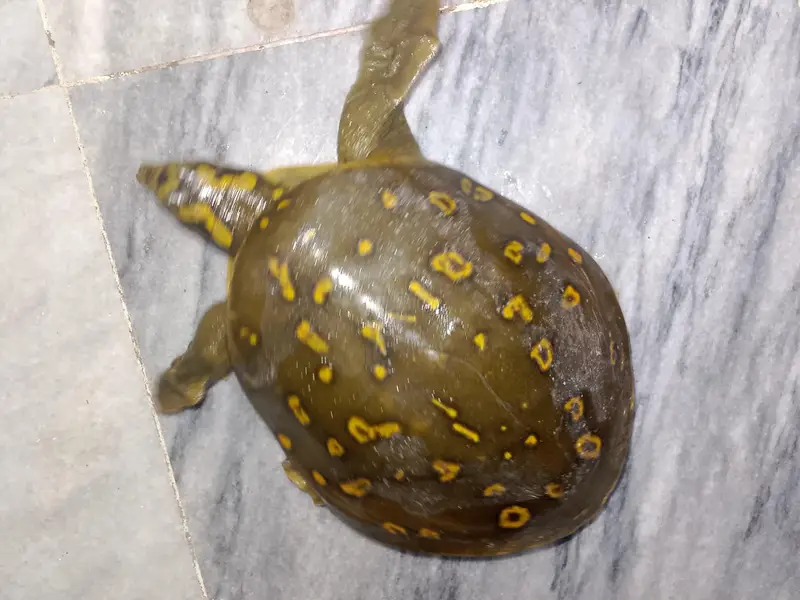 Healthy Turtulos indian flapshall very beautiful colour — photo 4