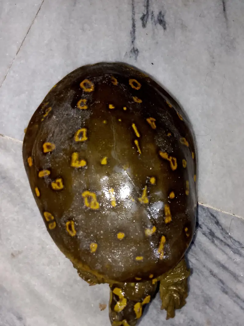 Healthy Turtulos indian flapshall very beautiful colour — photo 6