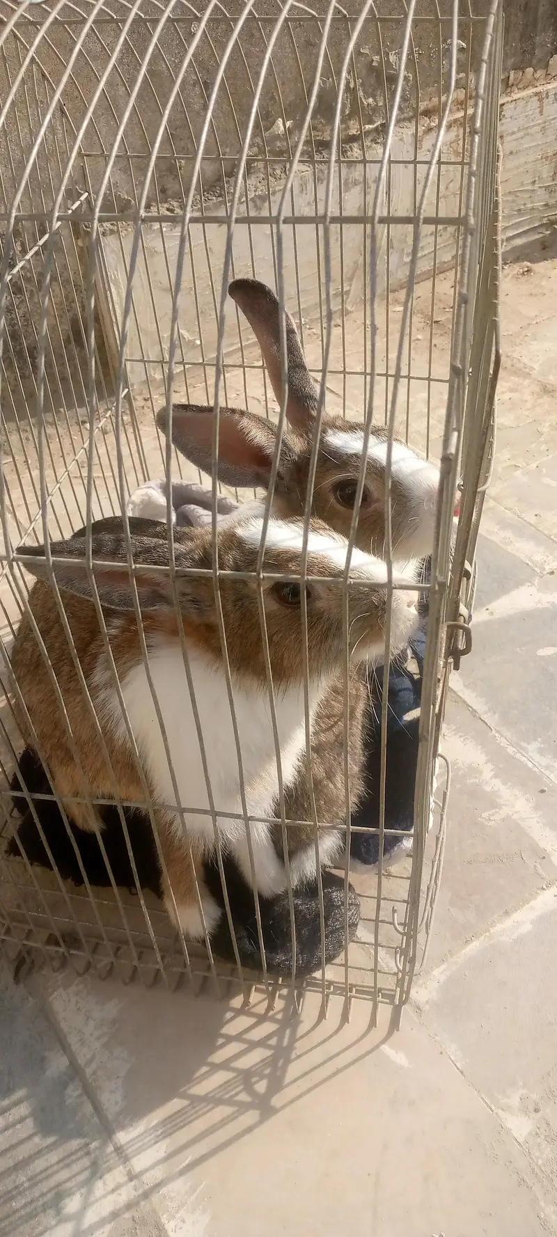 rabbits bredar pair