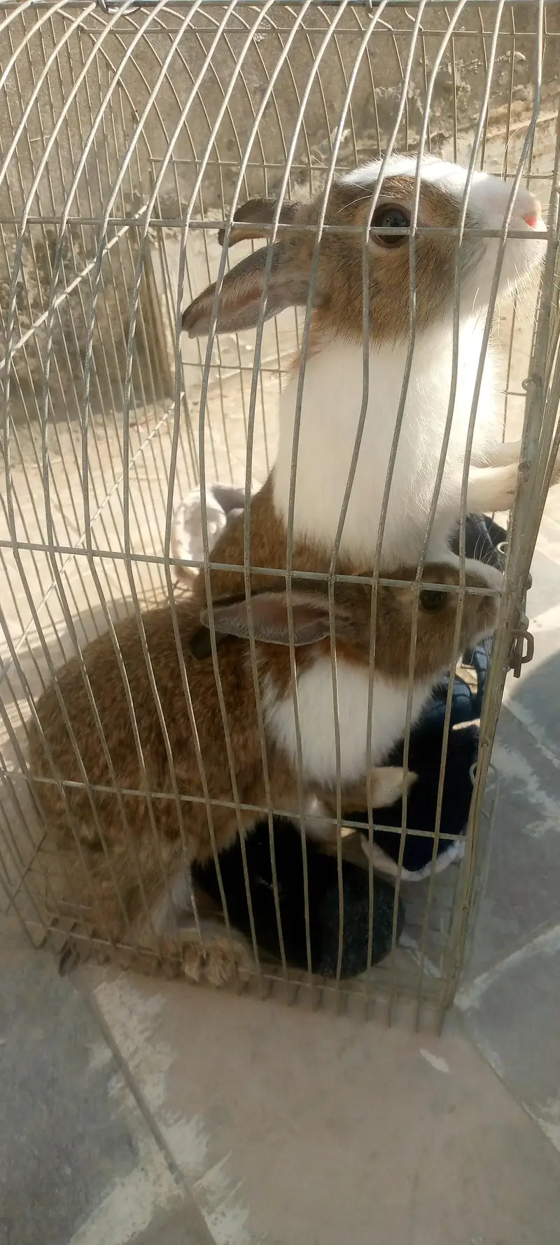 rabbits bredar pair — photo 2