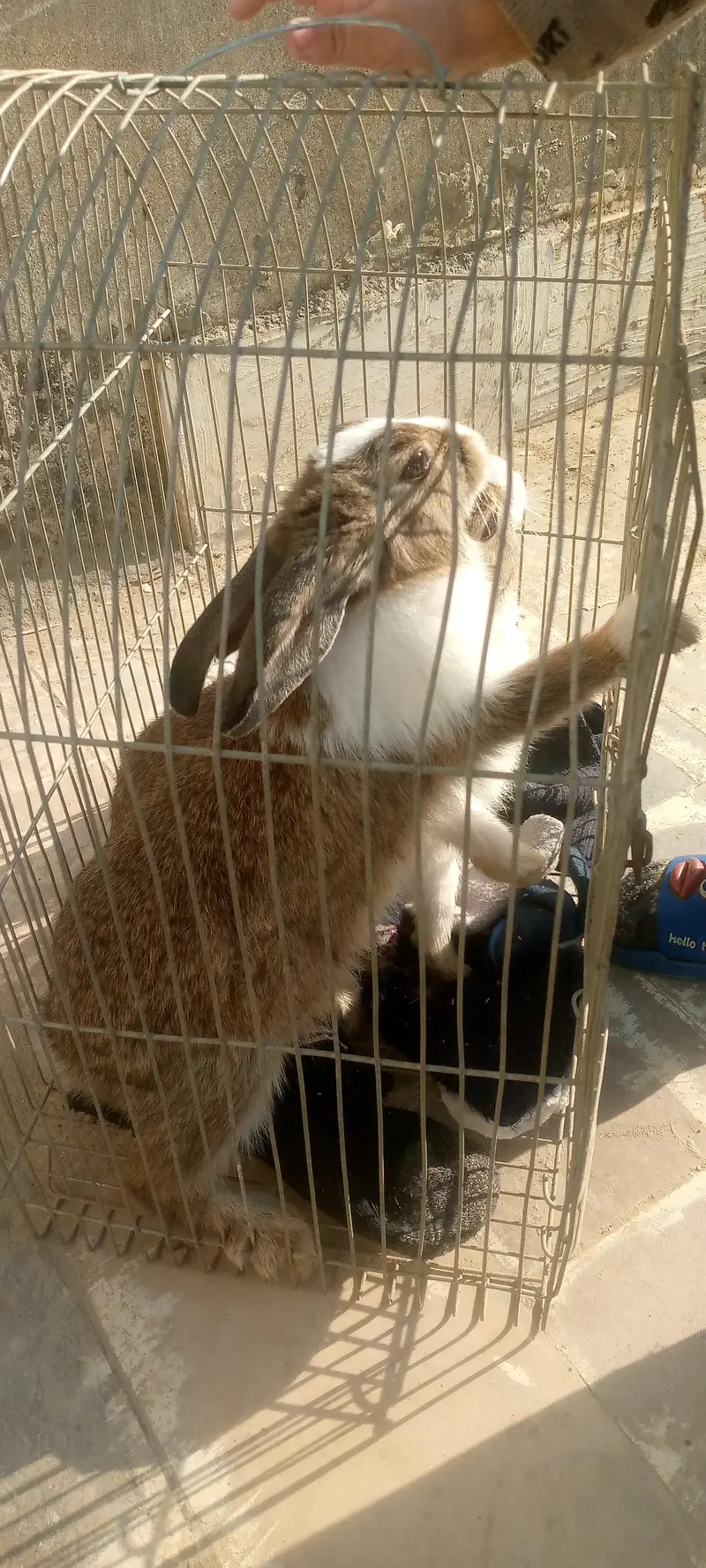 rabbits bredar pair — photo 3