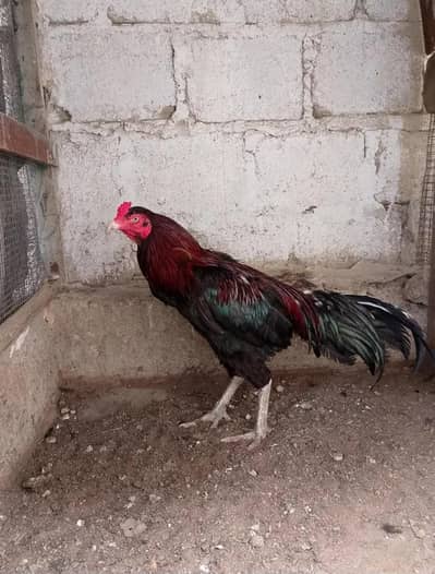 aseel murga for sale