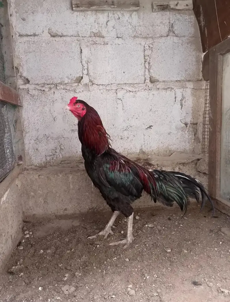 aseel murga for sale — photo 2