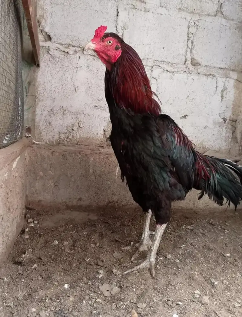 aseel murga for sale — photo 3