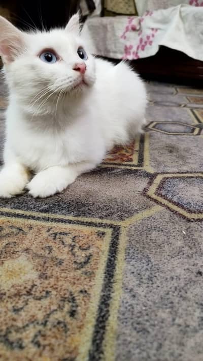 Persian cat urgent sale