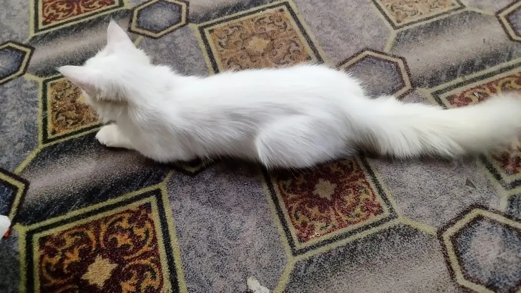 Persian cat urgent sale — photo 2