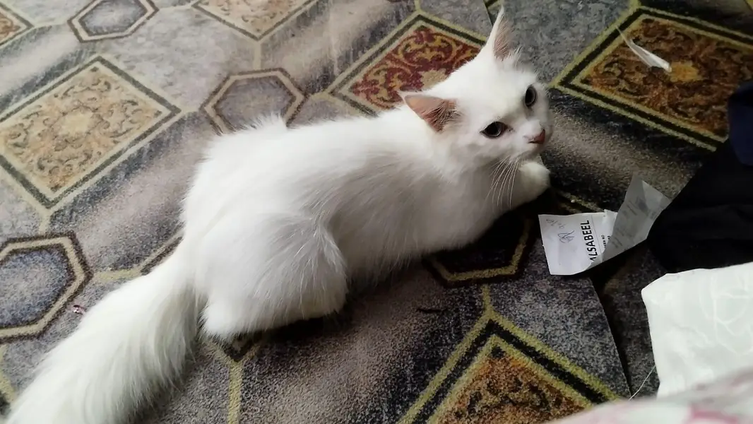 Persian cat urgent sale — photo 3