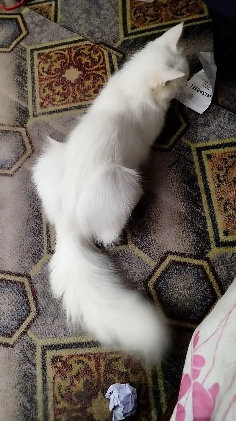 Persian cat urgent sale — photo 4