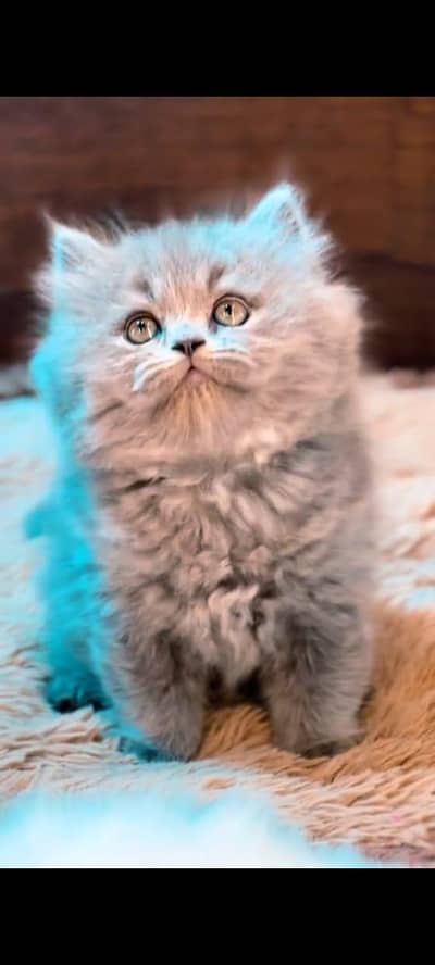 pure Persian cats vaccinated and healthy active WhatsApp/0346/4644037/