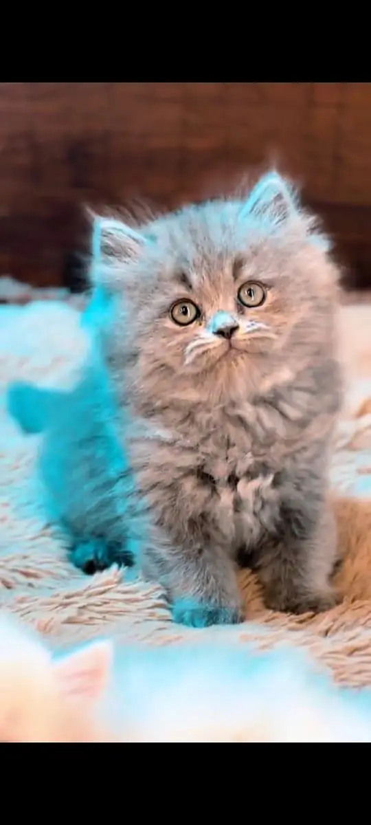 pure Persian cats vaccinated and healthy active WhatsApp/0346/4644037/ — photo 2