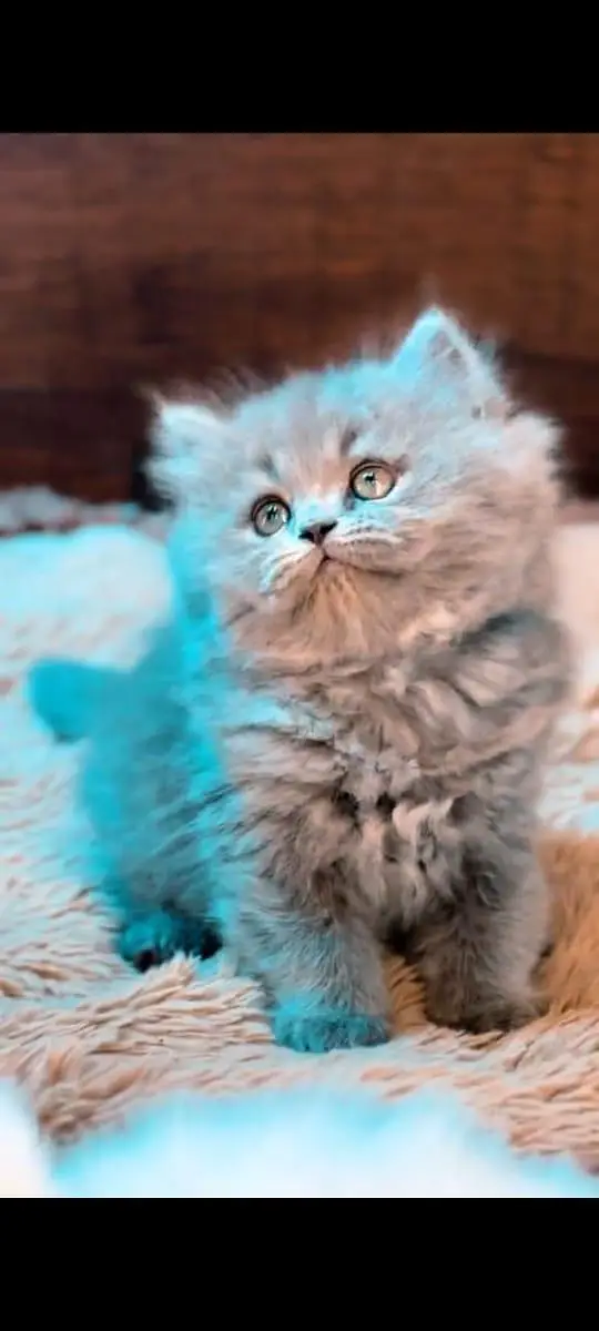 pure Persian cats vaccinated and healthy active WhatsApp/0346/4644037/ — photo 3