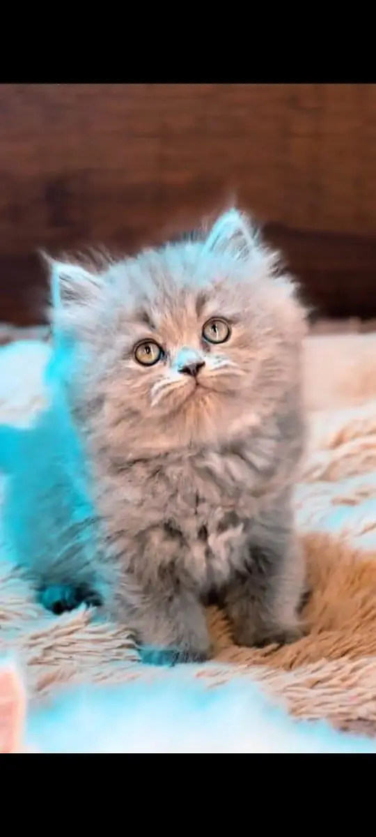 pure Persian cats vaccinated and healthy active WhatsApp/0346/4644037/ — photo 4