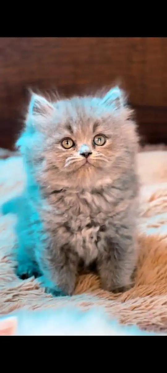 pure Persian cats vaccinated and healthy active WhatsApp/0346/4644037/ — photo 5
